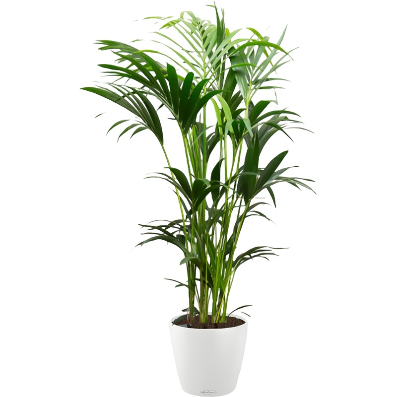 Изображение товара Растение Ховея 150 см в белом кашпо Lichuza D35 см с автополивом