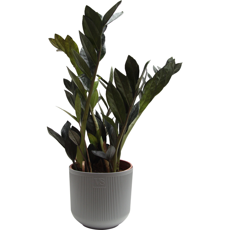 Изображение товара Замиокулькас Чёрный Ворон 35 см в кашпо D14.5 см интерьерное растение