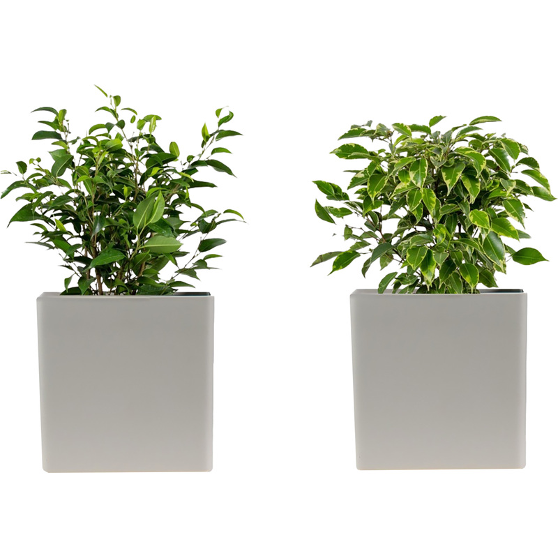 Изображение товара Набор декоративных растений Фикус Бенджамина Наташа и Кинки 2 шт в упаковке