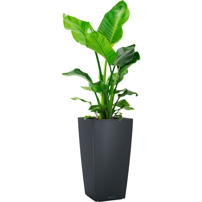 Изображение товара Декоративное растение Стрелиция Николай 100 см в кашпо с автополивом Lechuza