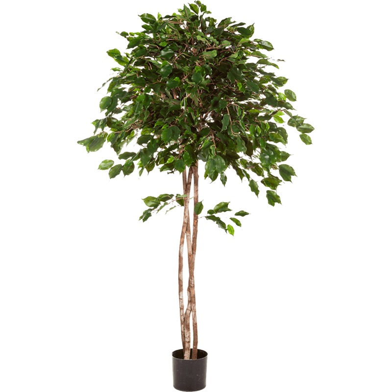 Изображение товара Искусственное дерево Фикус Бенджамина зонтичный 150 см Tropic House для интерьера