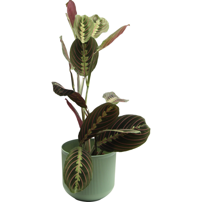 Изображение товара Растение Маранта Триколор 25 см в кашпо D14.5 см декоративное многолетнее