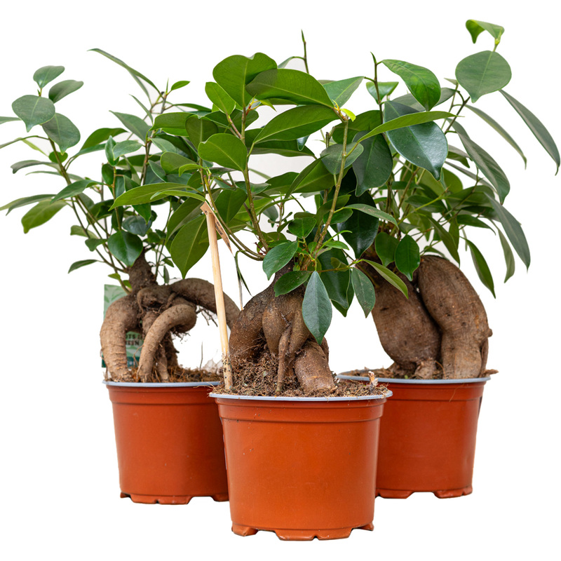 Изображение товара Набор растений Фикус Микрокарпа в технологическом горшке D11 см (3 штуки в упаковке)