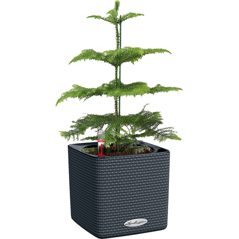 Изображение товара Растение Араукария 30 см в сером кашпо с автополивом Lechuza