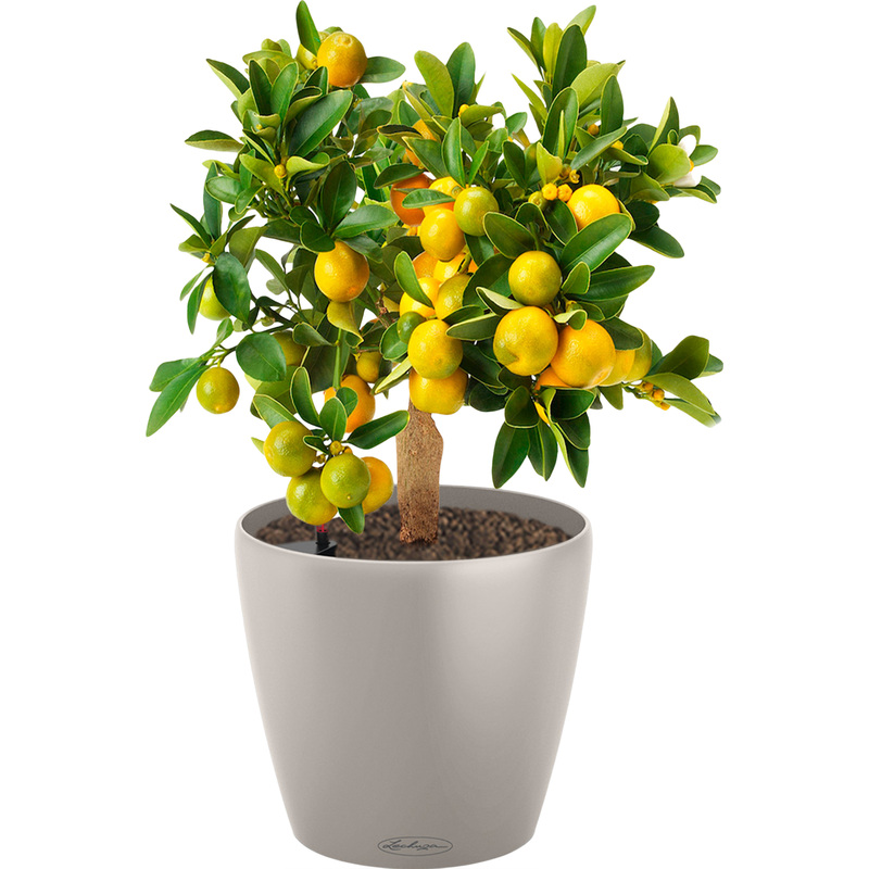 Изображение товара Растение Цитрус Каламондин 40 см в песочно-коричневом кашпо Lechuza D18 см с автополивом