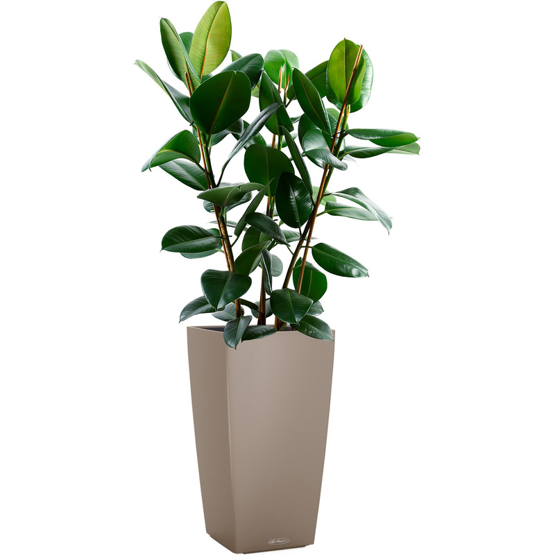 Изображение товара Растение Фикус Эластика Робуста 130 см в песочно-коричневом кашпо Lechuza с автополивом