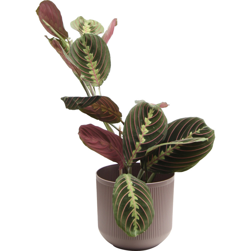 Изображение товара Растение Маранта Триколор 25 см в кашпо диаметров 14.5 см
