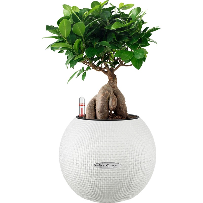 Изображение товара Фикус бонсай 30 см в белом кашпо Lechuza D20 см с автополивом, декоративное растение