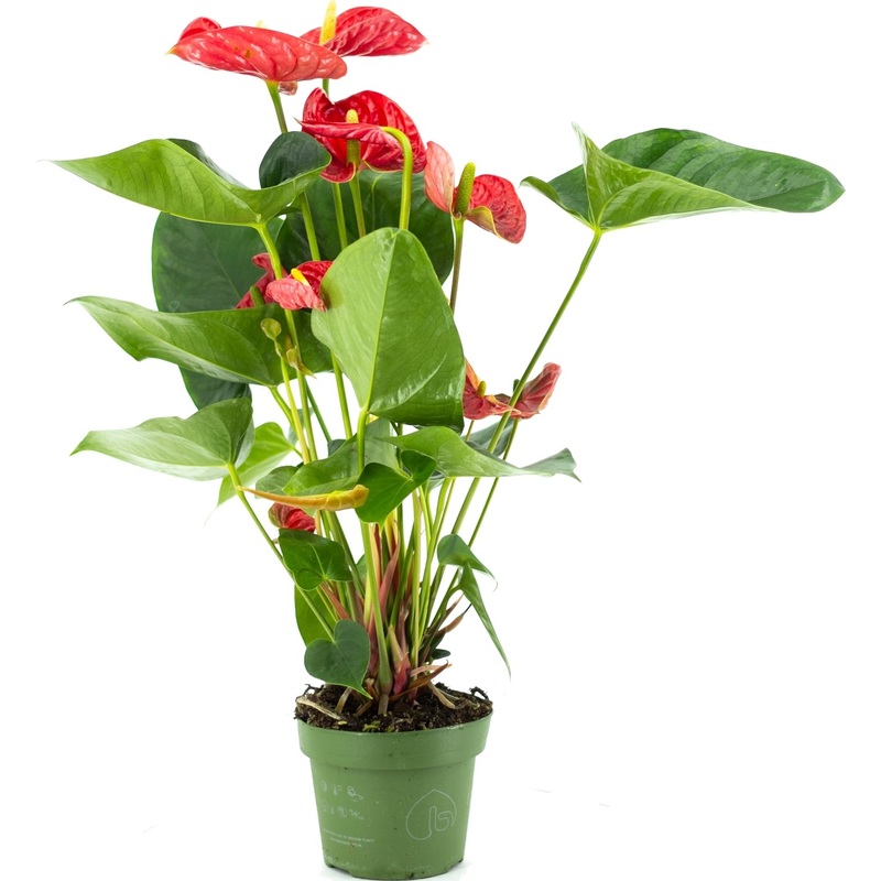 Изображение товара Антуриум Микс 30 см в технологическом горшке D12 см