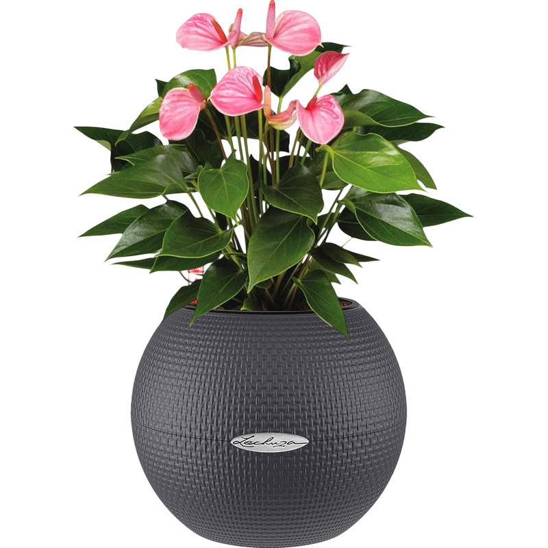 Изображение товара Антуриум Андрианум розовый 40 см в кашпо Lechuza D20 с автополивом