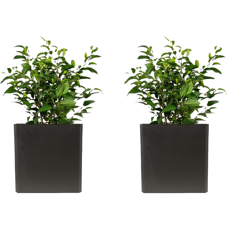 Изображение товара Набор декоративных растений Фикус Бенджамина Наташа 2 шт в кашпо для интерьера