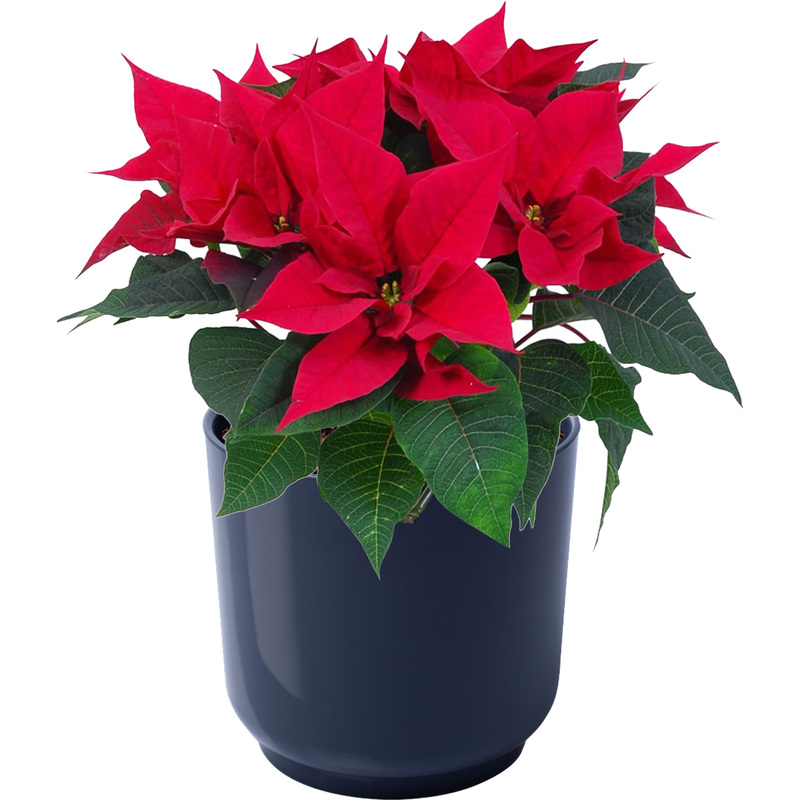 Изображение товара Пуансеттия 40 см в антрацитовом кашпо - рождественская звезда