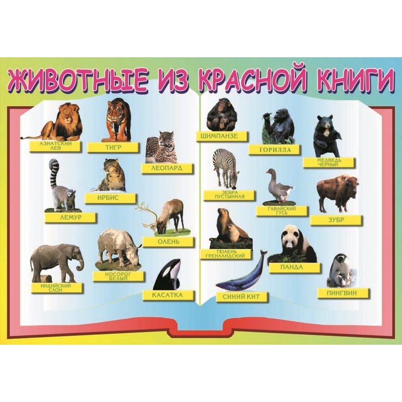 Изображение товара Плакат таблица по биологии Животные из Красной книги 1680x1200 мм винил