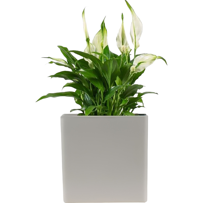 Изображение товара Растение Спатифиллум Шопен 30 см в кашпо декоративное цветущее