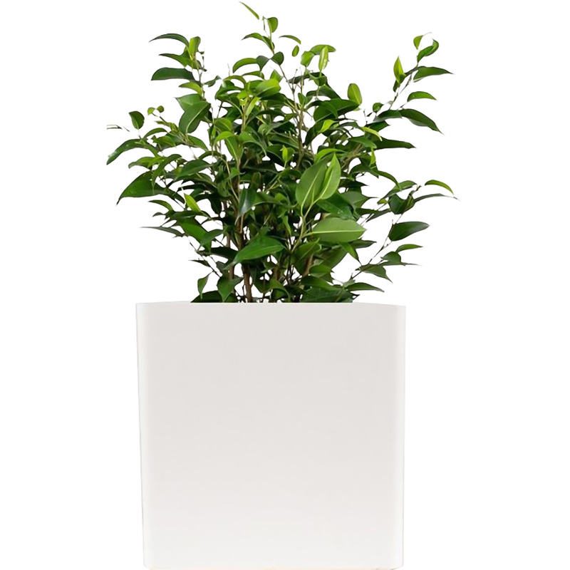 Изображение товара Декоративное комнатное растение Фикус Бенджамина Наташа 30 см в белом кашпо