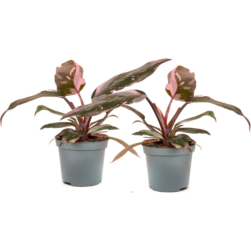 Изображение товара Набор растений Филодендрон Пинк Принцесс Марбл 2 шт. в декоративном горшке