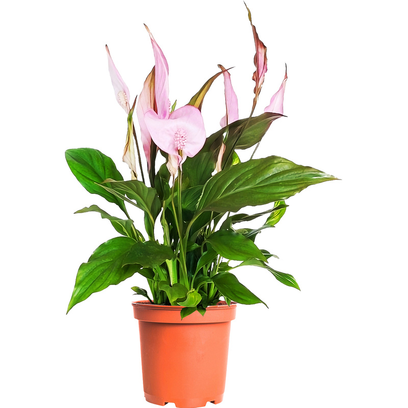 Изображение товара Растение Спатифиллум розовый 40 см в горшке диам 13 см