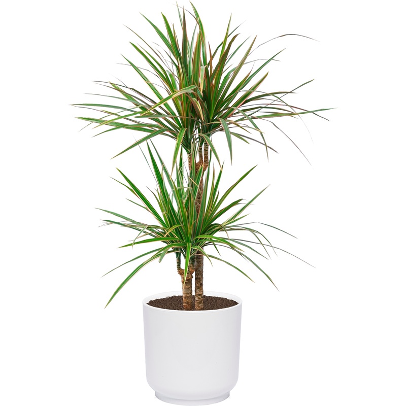 Изображение товара Растение Драцена Маргината 70 см в белом кашпо