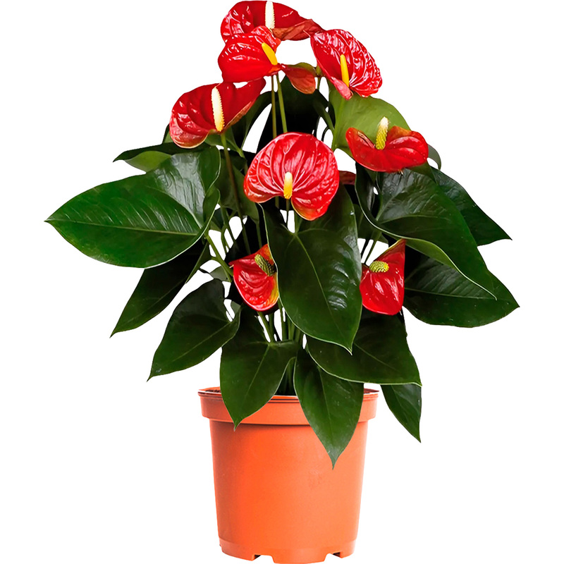 Изображение товара Антуриум Андрианум красный 60 см в технологическом горшке D17 см