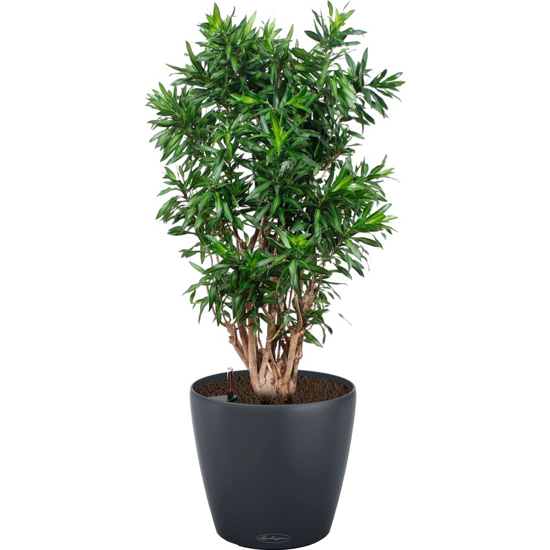 Изображение товара Драцена Песнь Ямайке 140 см в сером кашпо с автополивом Личуза D43 см