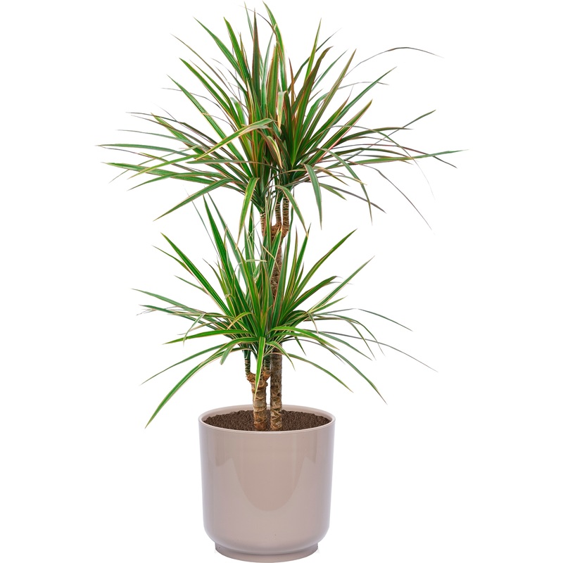 Изображение товара Растение Драцена Маргината 70 см в песочно-коричневом кашпо D19 см