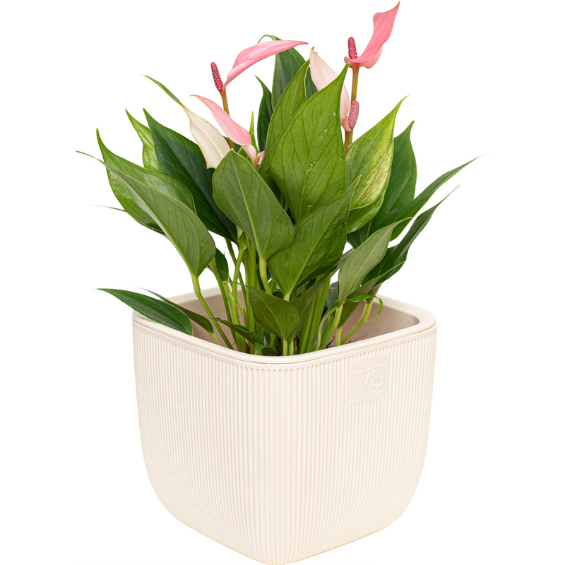 Изображение товара Растение Антуриум Лили 25 см в кашпо (РС131м-F3)