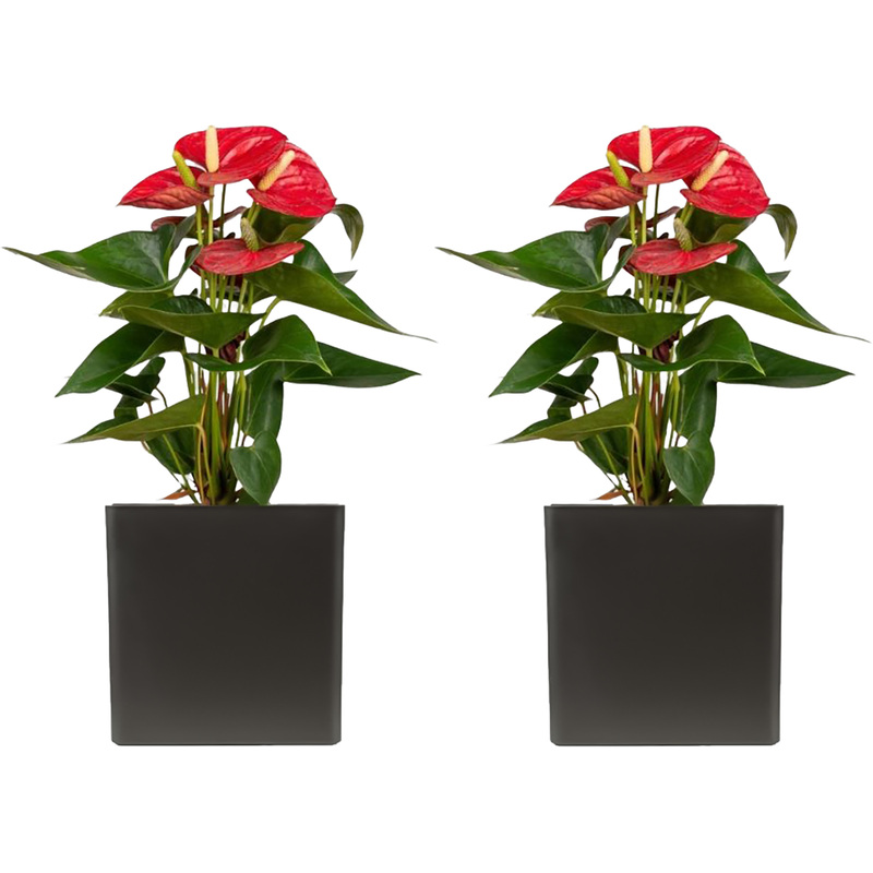 Изображение товара Набор растений Антуриум Андреанум микс (2 штуки в упаковке, РС00016ОА-2)