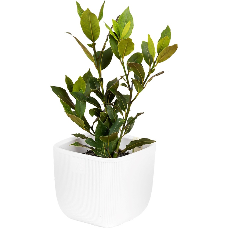 Изображение товара Растение Лавр 30 см в горшке (RS003-F1)