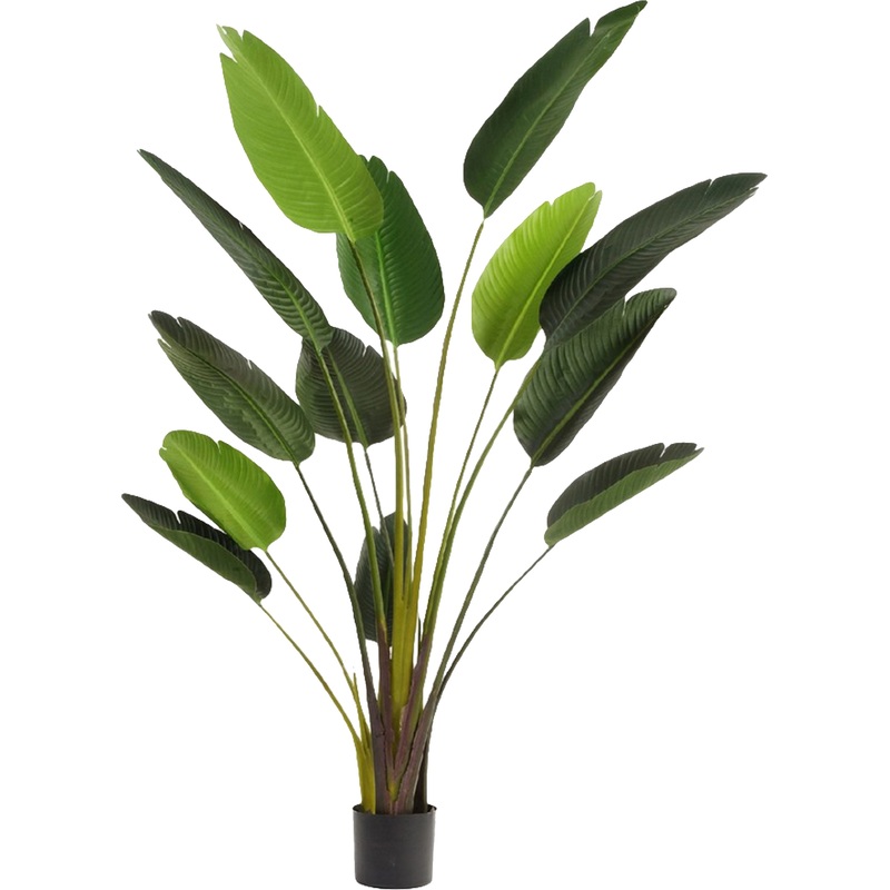 Изображение товара Искусственное растение Tropic House Стрелиция Style 150 см