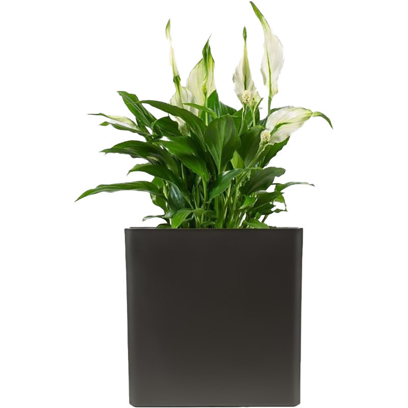 Изображение товара Растение Спатифиллум Шопен 30 см в антрацитовом кашпо