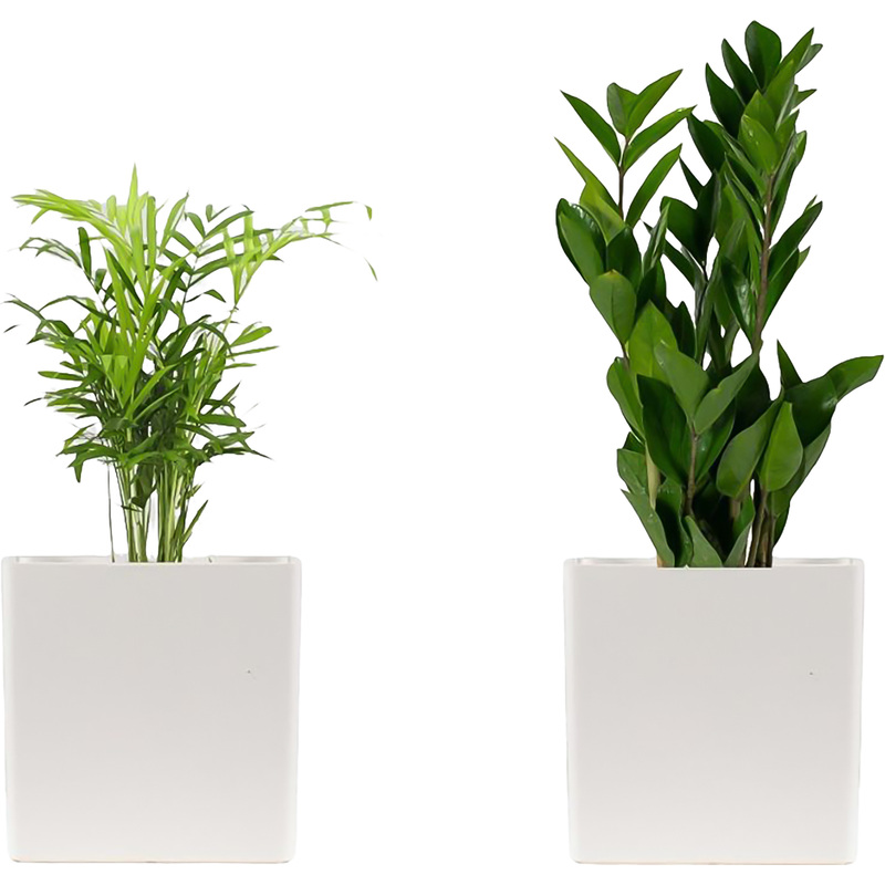 Изображение товара Набор растений Замиокулькас и Хамедорея Элеганс высота 30-40 см