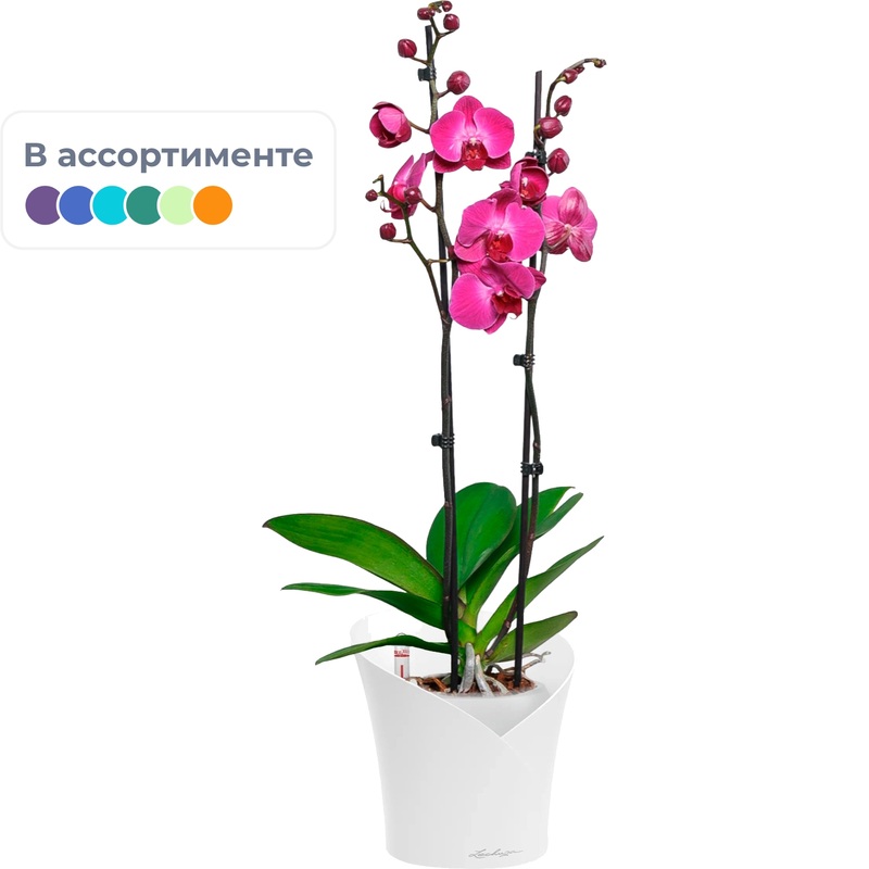 Изображение товара Орхидея Фаленопсис 60 см в белом кашпо Lechuza с автополивом