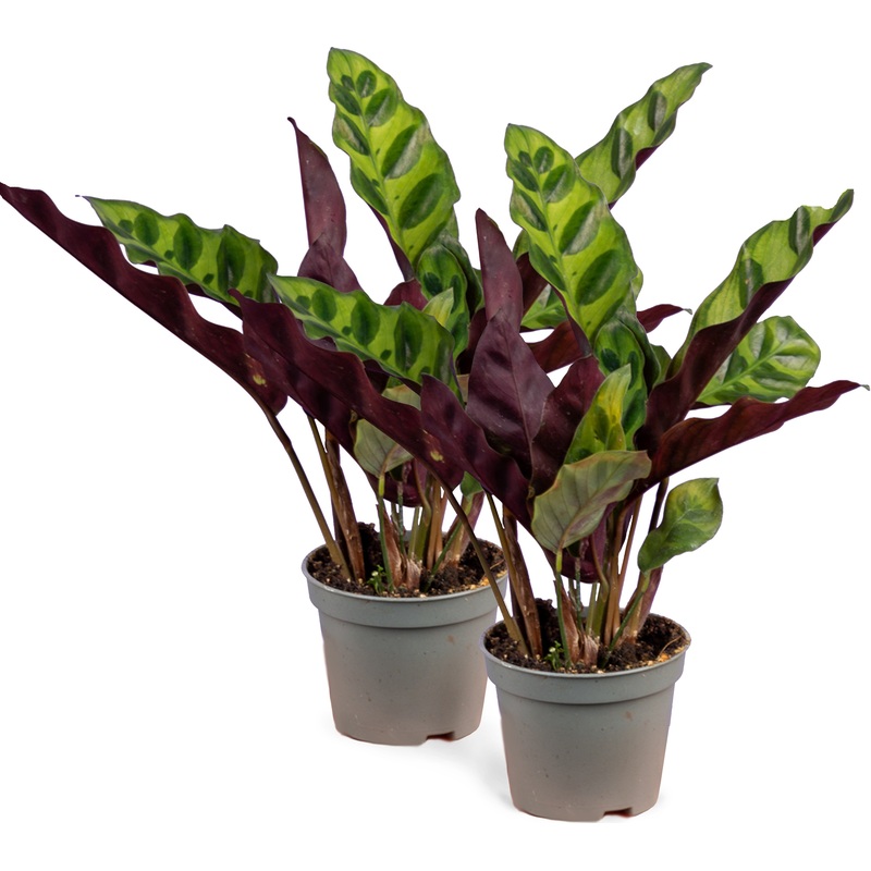 Изображение товара Набор растений Калатея Лансифолия - 2 штуки в упаковке