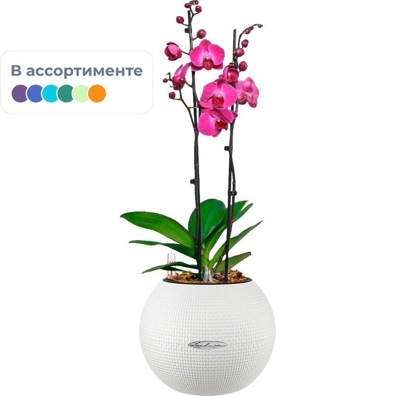Изображение товара Орхидея Фаленопсис 60 см в кашпо с автополивом Lechuza