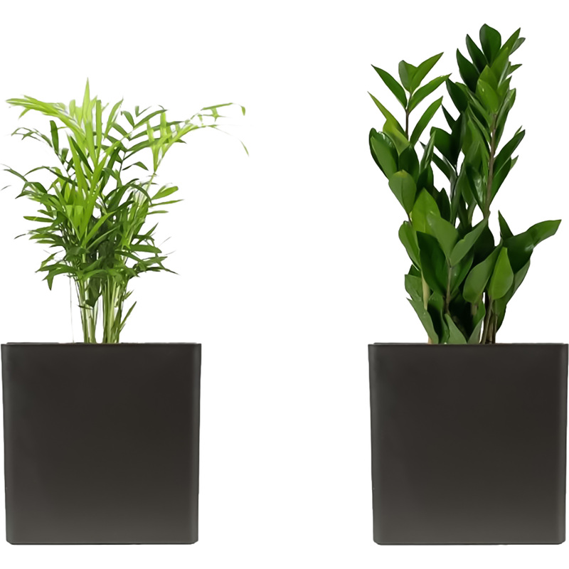 Изображение товара Набор комнатных растений Замиокулькас и Хамедорея Элеганс в кашпо 2 шт