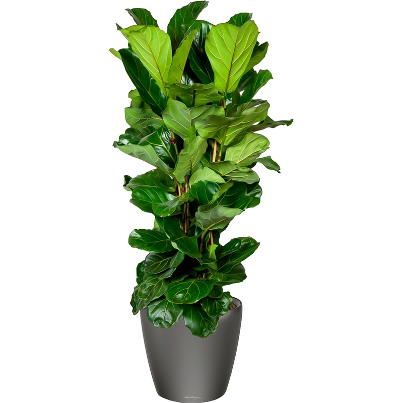 Изображение товара Фикус Лирата 180 см в кашпо с автополивом трехштучный комплект