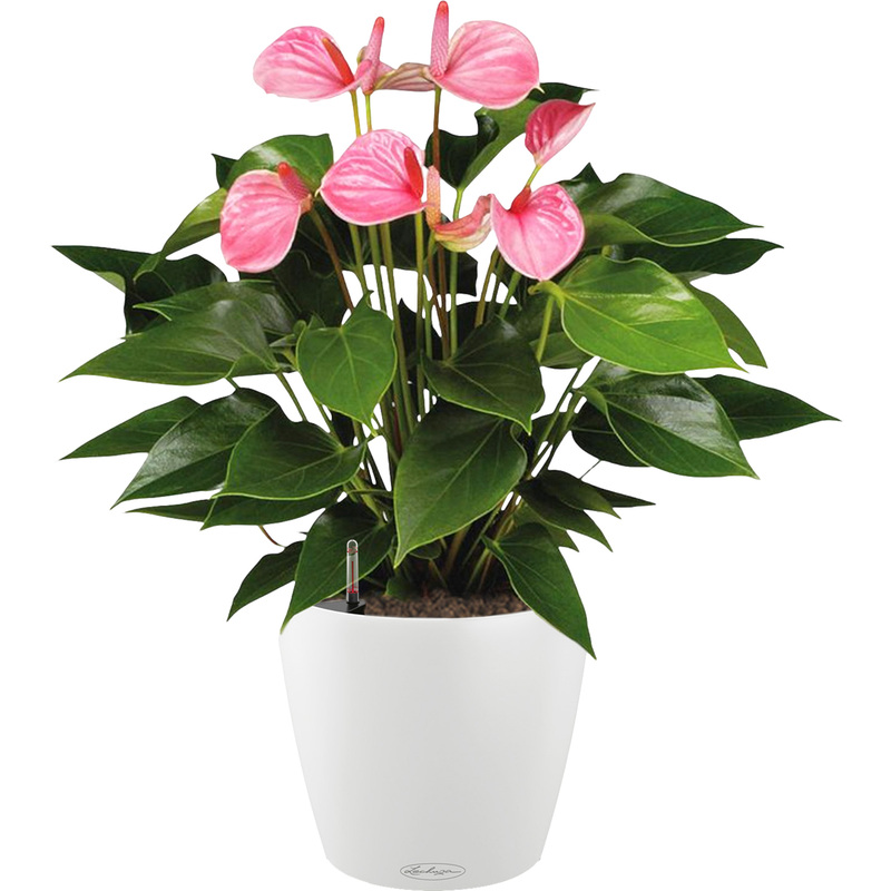 Изображение товара Антуриум Андрианум розовый 60 см в кашпо Lechuza с автополивом
