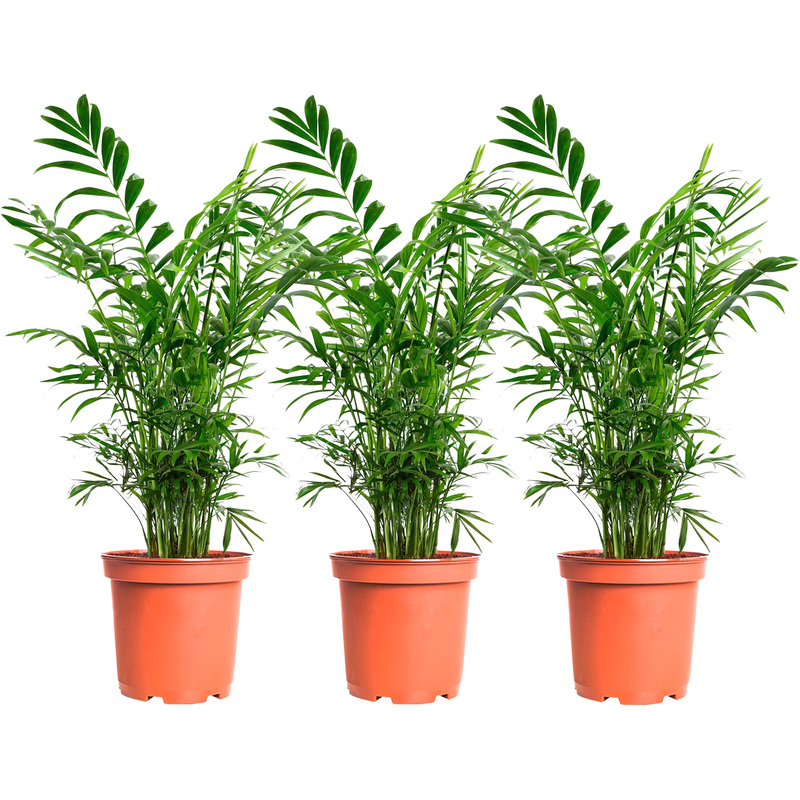 Изображение товара Набор растений хамедорея 3 штуки в упаковке для интерьера и офиса