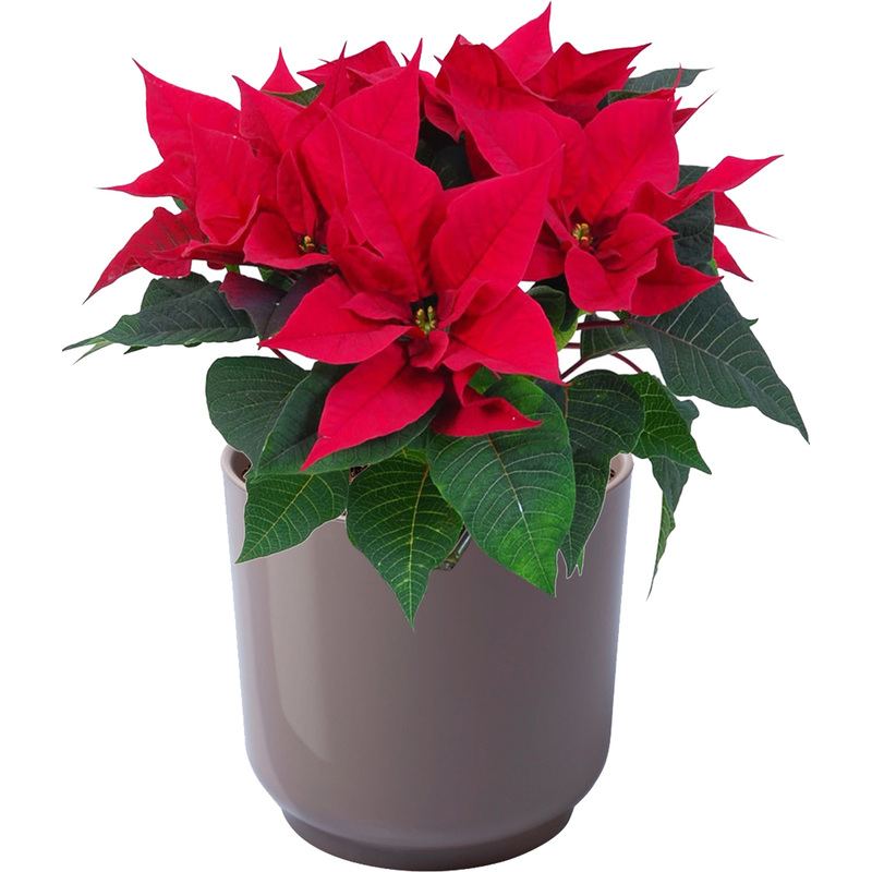 Изображение товара Пуансеттия 40 см в кашпо D13 см - декоративное растение для праздничного интерьера