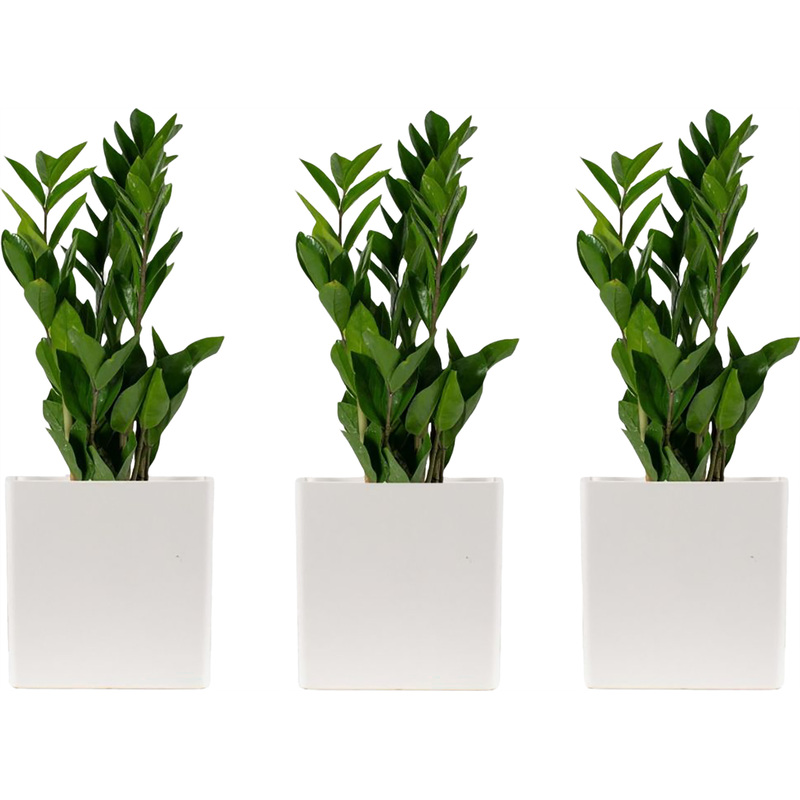 Изображение товара Набор растений Замиокулькас (3 штуки в упаковке, РЗ-001ОБ-3)