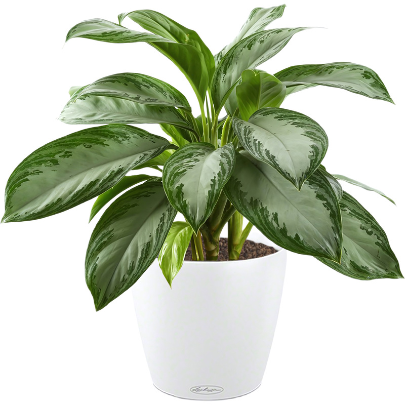 Изображение товара Растение Аглаонема Сильвер Бей 55 см в белом кашпо Lechuza с автополивом