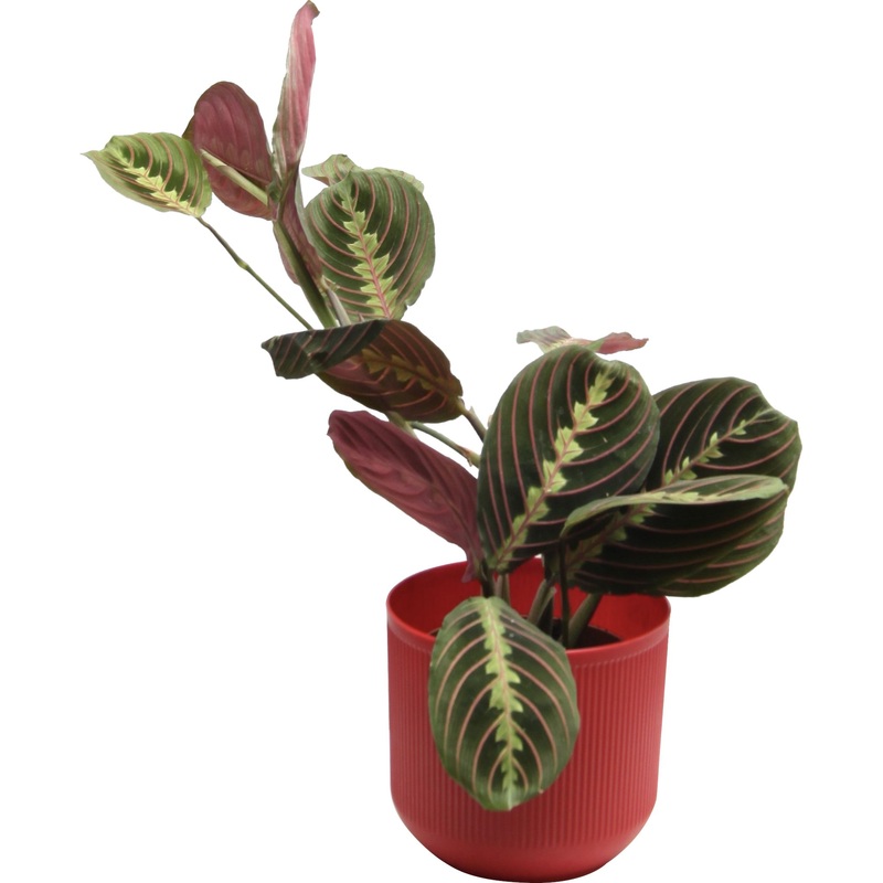 Изображение товара Растение Маранта Триколор 25 см в кашпо D14.5 см декоративно-лиственное многолетнее