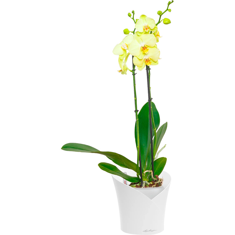 Изображение товара Орхидея Фаленопсис желтая 75 см в белом кашпо Lechuza с автополивом