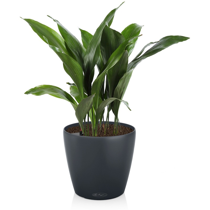 Изображение товара Аспидистра в кашпо Lechuza с автополивом 55 см серое декоративное растение