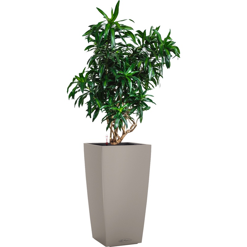 Изображение товара Драцена Песнь Ямайке 120 см в кашпо с автополивом Личуза