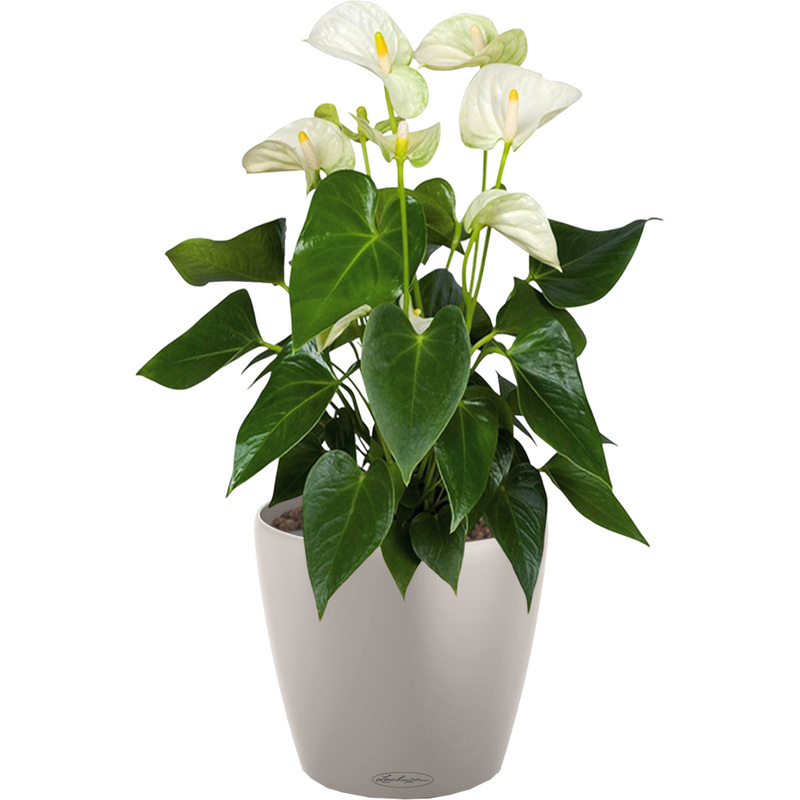 Изображение товара Антуриум Андрианум белый 60 см в кашпо Lechuza D21 с автополивом