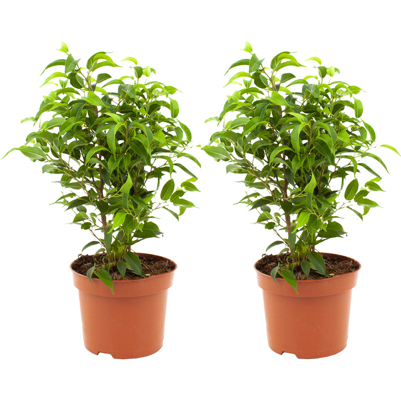 Изображение товара Набор растений Фикус Бенджамина Наташа 2 штуки в упаковке
