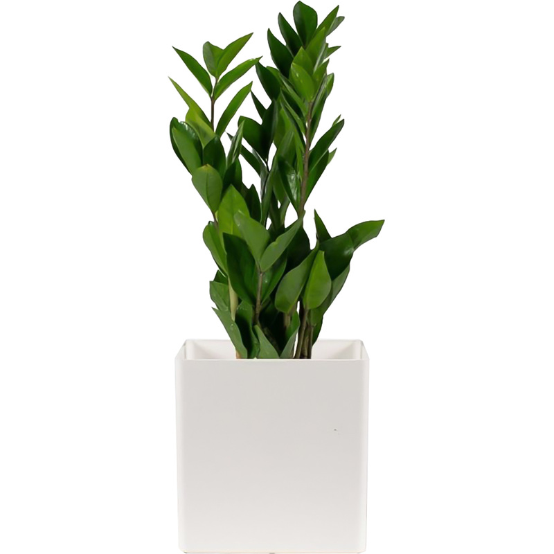 Изображение товара Замиокулькас 40 см в белом кашпо - декоративное комнатное растение