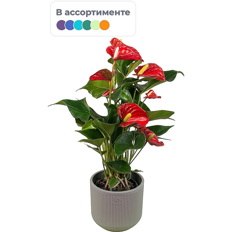 Изображение товара Растение Антуриум Андреанум 30 см в кашпо D14.5 см (РС00016.03)