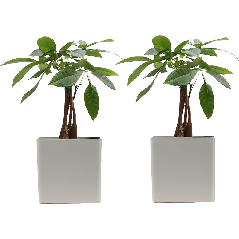 Изображение товара Набор растений Пахира Акватика Дерево Счастья 40 см (2 штуки)